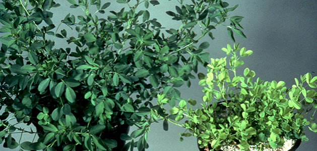 كوتاه قدی و زرد شدگی ناشی از كمبود گوگرد